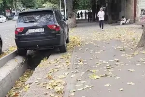 В центре Бишкека у кленов начали опадать листья: жители беспокоятся