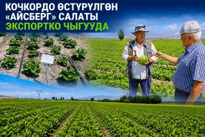 В Кочкорском районе выращивают салат «Айсберг». Его будут экспортировать