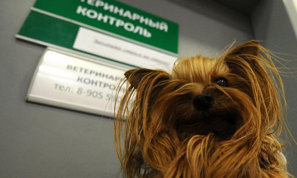 «Санарип VET»: Как проходит цифровой ветеринарный контроль импортных грузов