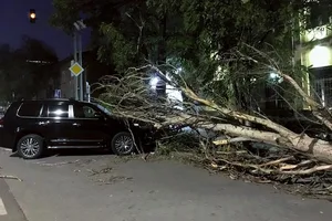 Повалено 37 деревьев — в МЧС рассказали о последствиях сильного ветра в Бишкеке
