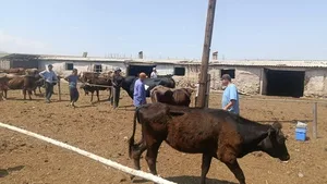 Ветслужба проводит вакцинацию в Кадамжае, - Минсельхоз