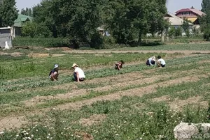 Минтруда КР: Использование детского труда в наихудших формах строго запрещено