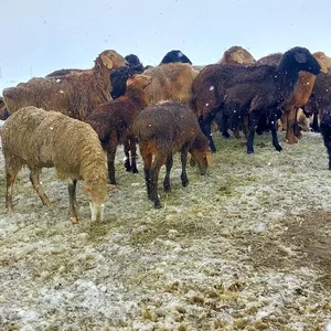 В Нарынской и Иссык-Кульской областях в результате снегопада зафиксированы случаи падежа скота