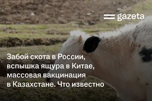 Забой скота в России, вспышка ящура в Китае, массовая вакцинация в Казахстане. Что известно