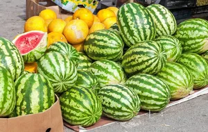 В Баткене проводят рейды по проверке арбузов и дынь на фитосанитарных контрольных постах