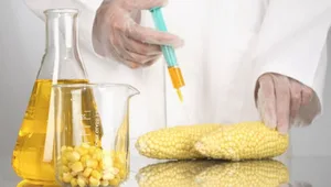 Кукуруза, соя, пшеница, рис. Какие продукты с ГМО употребляют кыргызстанцы?