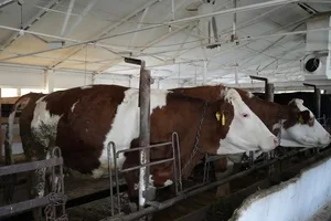 Минсельхоз предлагает утвердить порядок присвоения статуса племенных заводов и ферм