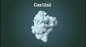 CRISPR-Cas измельчила ДНК заданных клеток и уничтожила их. она прицельно убила злокачественные и зараженные вирусом клетки