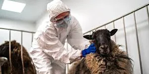 Частным ветеринарам вернули право проводить экспертизу на рынках