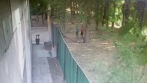 Бойцовские собаки растерзали мальчика в Алматинской области: начался суд по громкому делу