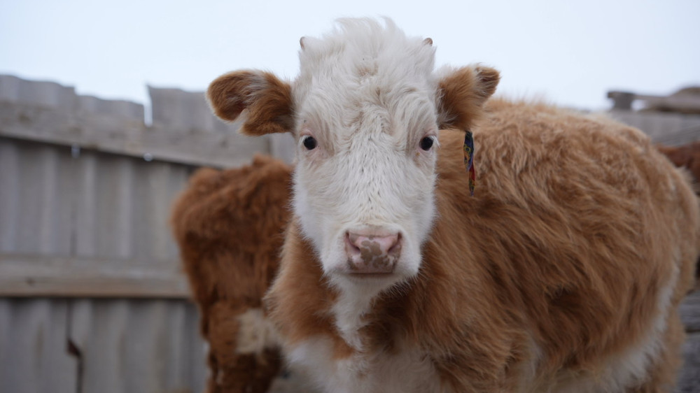 Как себя ощущают казахстанские фермеры в 2026 году