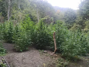В Азербайджане в нацпарке выявили крупную наркоплантацию